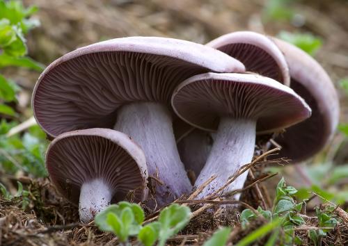 pôvabnica ružovkastá / čirůvka špinavá