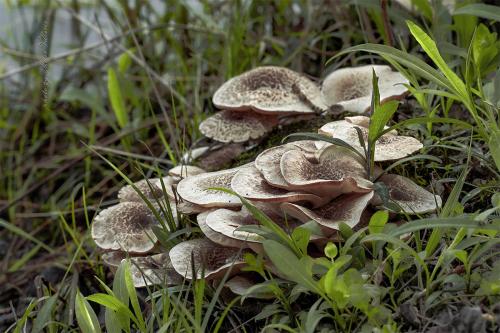 húževnatec tigrovaný / houževnatec tygrovaný