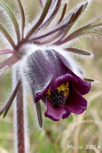 poniklec Zimmermannov