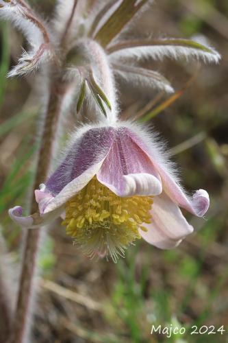 poniklec lúčny maďarský