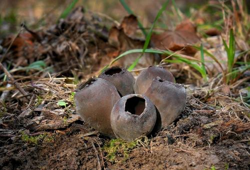 urnička kráterovitá / zvoneček pohárkovitý