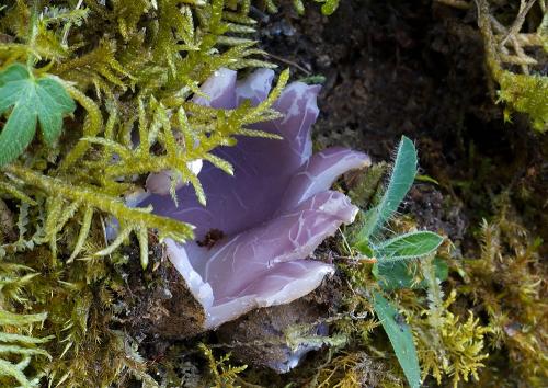 tulipánovka fialová / baňka velkokališná