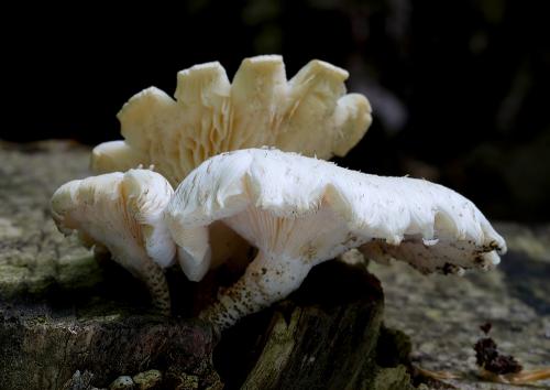 húževnatec šupinatý / houževnatec šupinatý