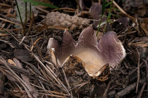 tulipánovka fialová / baňka velkokališná