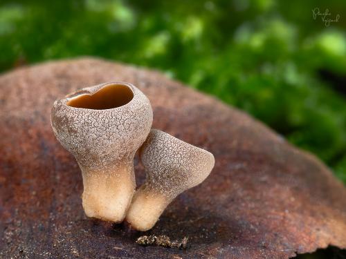 jahňadka hrdzavá / jehnědka červenohnědá