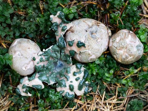 hadovkovec hruškovitý / rozpuklec hruškovitý