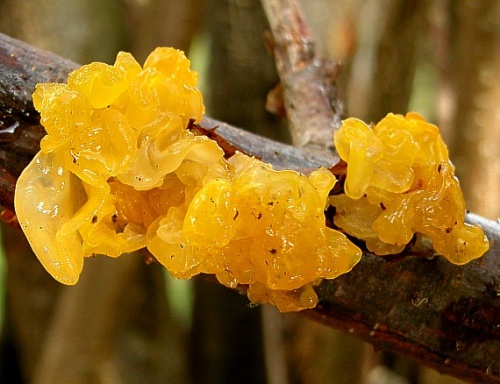 rôsolovka zlatožltá / rosolovka mozkovitá