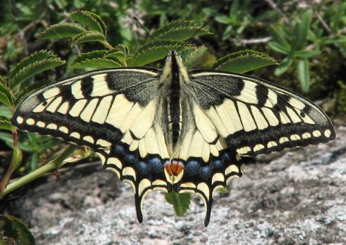 Papilio machaon