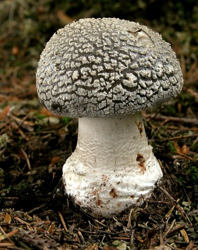 muchotrávka hrubá / muchomůrka šedivka