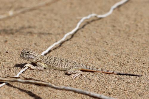 Phrynocephalus mystaceus