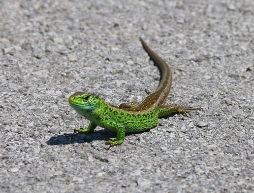 jašterica krátkohlavá