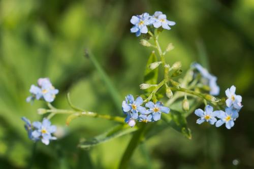nezábudka bližšie neurčená