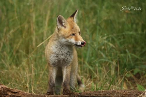 líška hrdzavá
