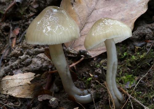 lúčnica klzká / voskovka kluzká