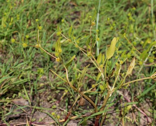 iskerník bočnokvetý