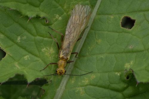 Isoperla sp.