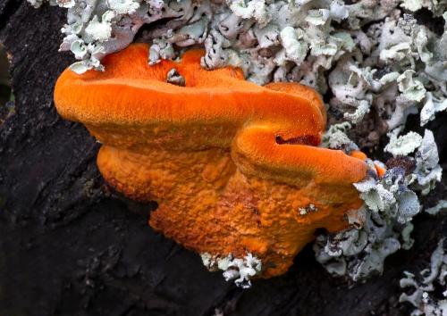 červenica rumelková / outkovka rumělková