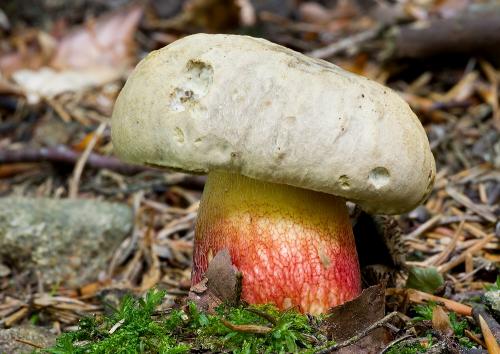 hríb červený / hřib kříšť