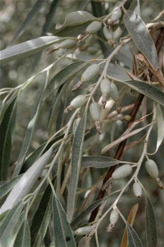 hlošina úzkolistá