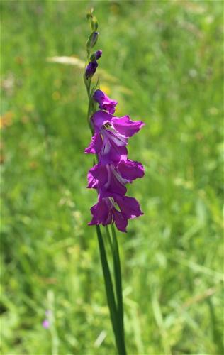 mečík škridlicovitý