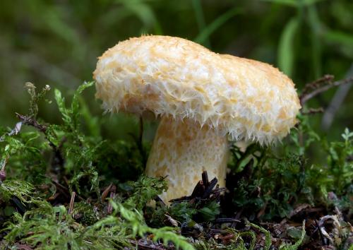 rýdzik nádherný / ryzec statný