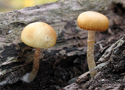 kapucňovka okrovohnedastá / čepičatka jehličnanová