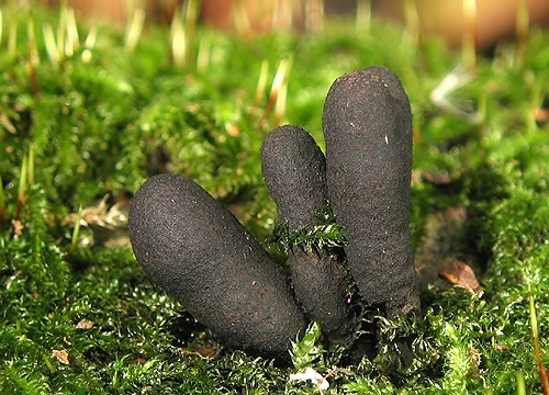 drevnatec kyjakovitý / dřevnatka kyjovitá