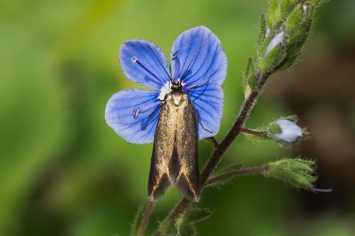 Scythris sp.