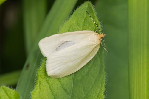 Zelotherses sp.