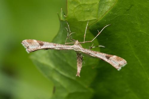 Platyphilia sp.
