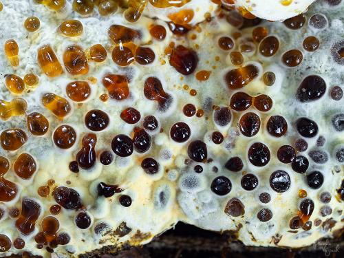 hubožer zlatožltý / nedohub zlatovýtrusý