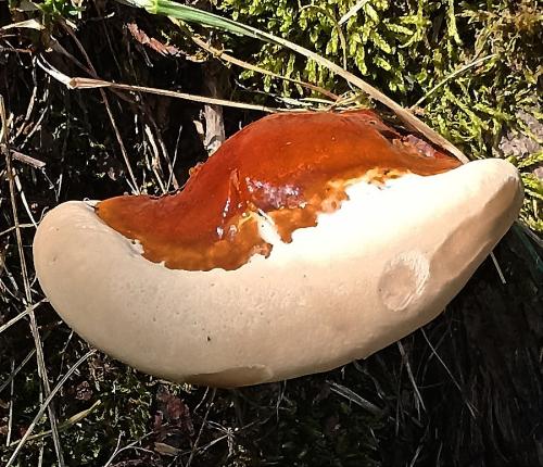 lesklokôrovka živicovitá / lesklokorka pryskyřičnatá