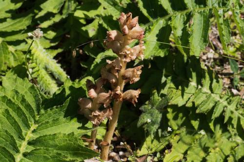 Záraza bližšie neurčená