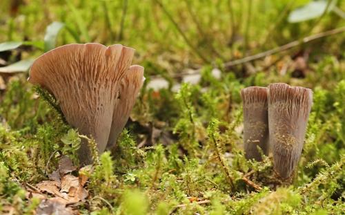 lievikovec kyjakovitý / stročkovec kyjovitý