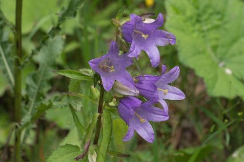 zvonček bližšie neurčený