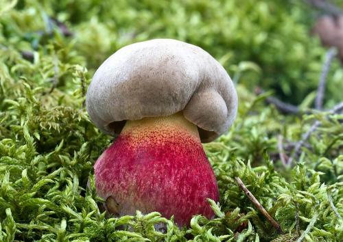 hríb červený / hřib kříšť