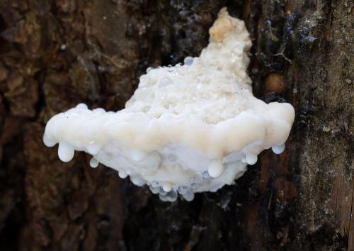 šťavnatec zvieravý / bělochoroš hořký