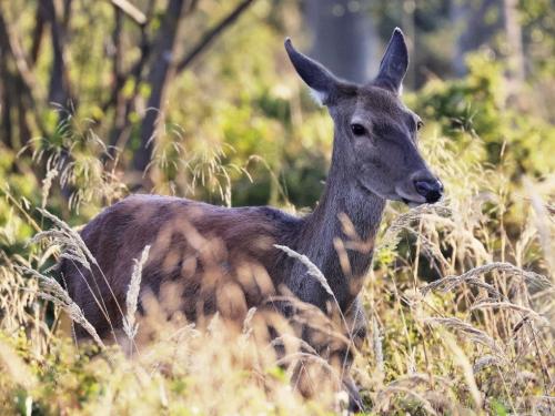 jeleň lesný