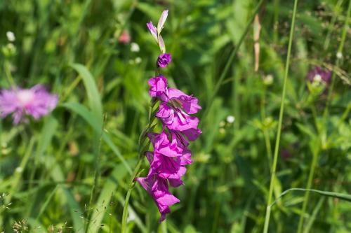 mečík škridlicovitý