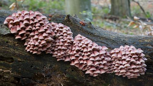 prilbička žltohlúbiková / helmovka žlutonohá