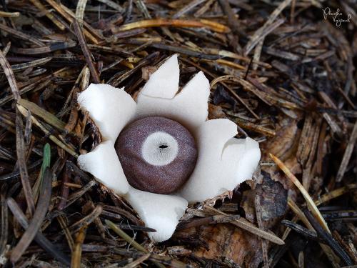 hviezdovka štvorcípová / hvězdovka smrková