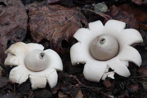 hviezdovka strapkatá / hvězdovka brvitá