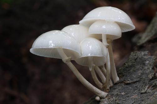 sliznačka obyčajná / slizečka porcelánová