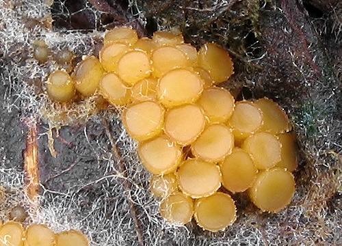 vláknohlivka vretenovitovýtrusná / oranžovka vřetenovýtrusá