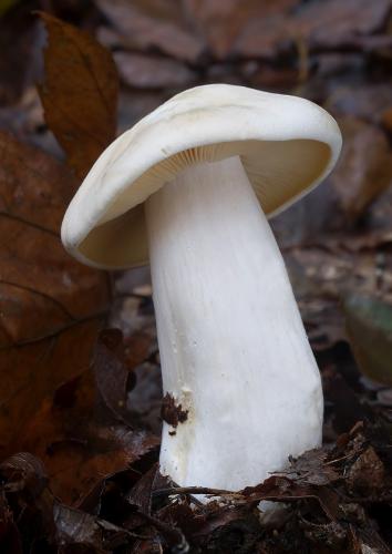 hodvábnica veľká / závojenka olovová