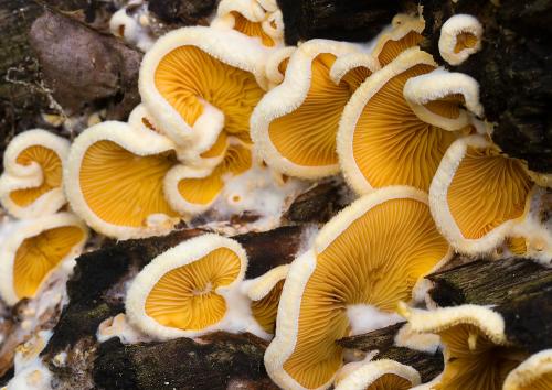 hlivník hniezdovitý / hlíva hnízdovitá