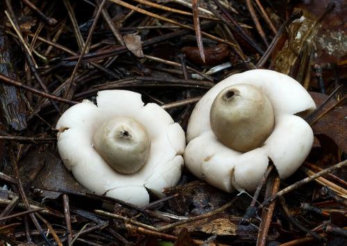 hviezdovka strapkatá / hvězdovka brvitá