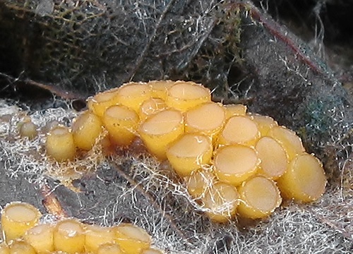 vláknohlivka vretenovitovýtrusná / oranžovka vřetenovýtrusá