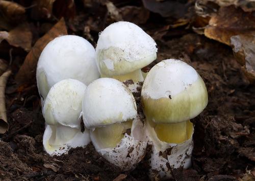 muchotrávka zelená / muchomůrka zelená