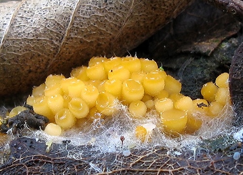 vláknohlivka vretenovitovýtrusná / oranžovka vřetenovýtrusá